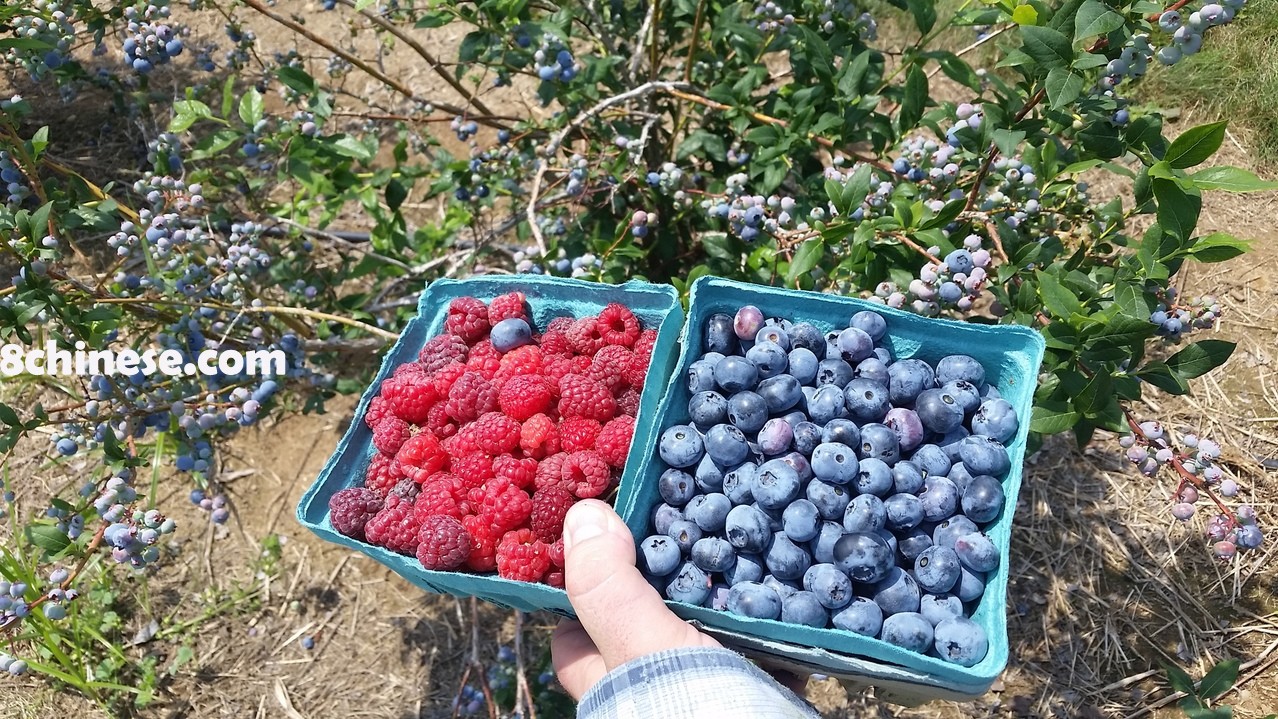 位于长岛东岸卡佛顿(Calverton)的Lewin Farms，是当地最早提供自采(Pick Your Own)体验的农场之一，5月下旬便可开始采摘草莓，6月起还有覆盆子与蓝莓。(取自莱温农场官网)