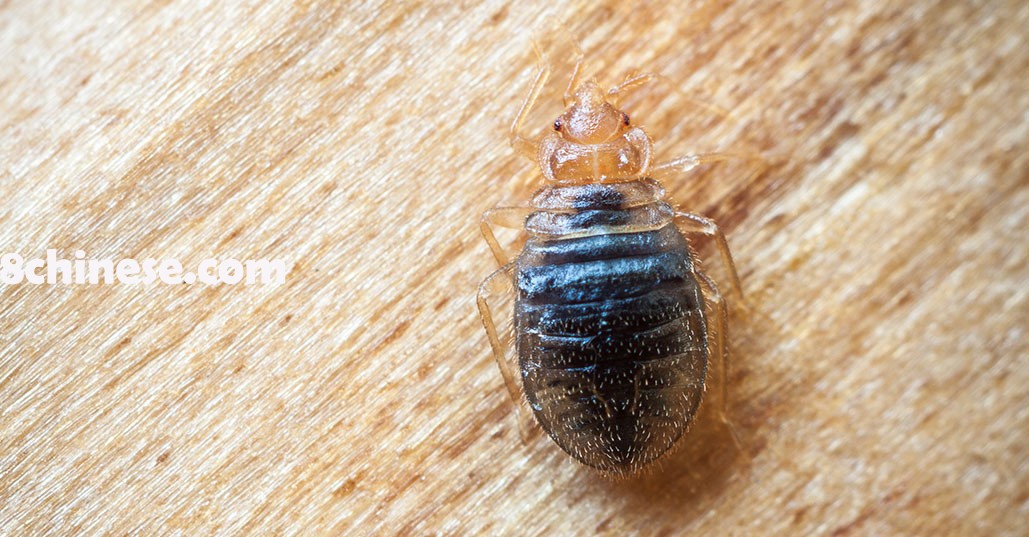 根据害虫防治公司Terminix的年度全美臭虫(bed bugs)问题最严重城市榜单，费城连续第二年荣登榜首，亚特兰大则排名第六。(Terminix网站)