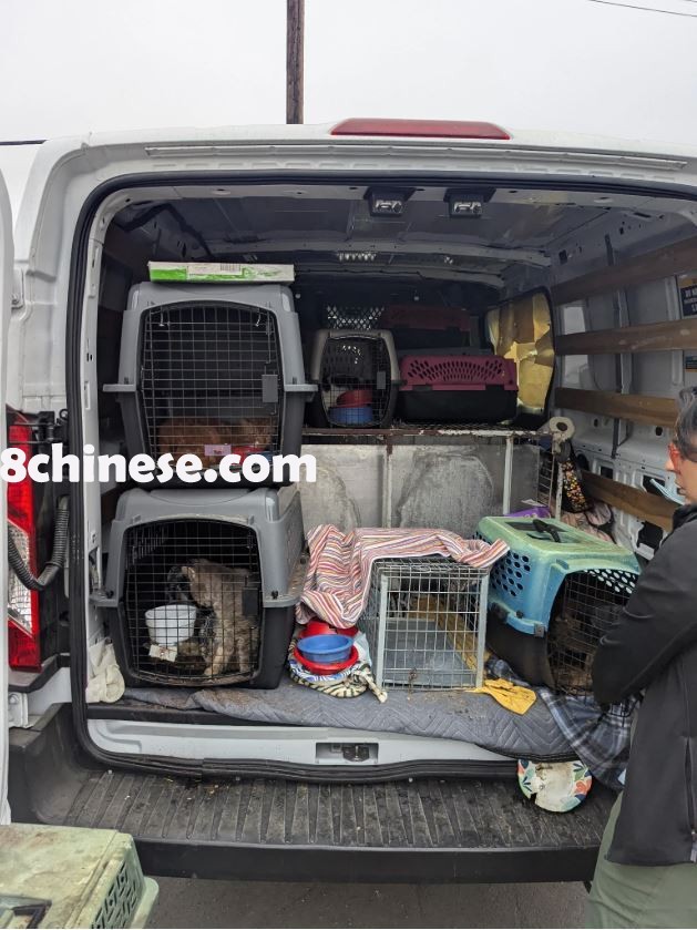 蒙罗维亚一辆遭窃的U-Haul车上藏著19只猫，生活环境极差，巴沙迪那人道协会提供援助。（巴沙迪那人道协会）