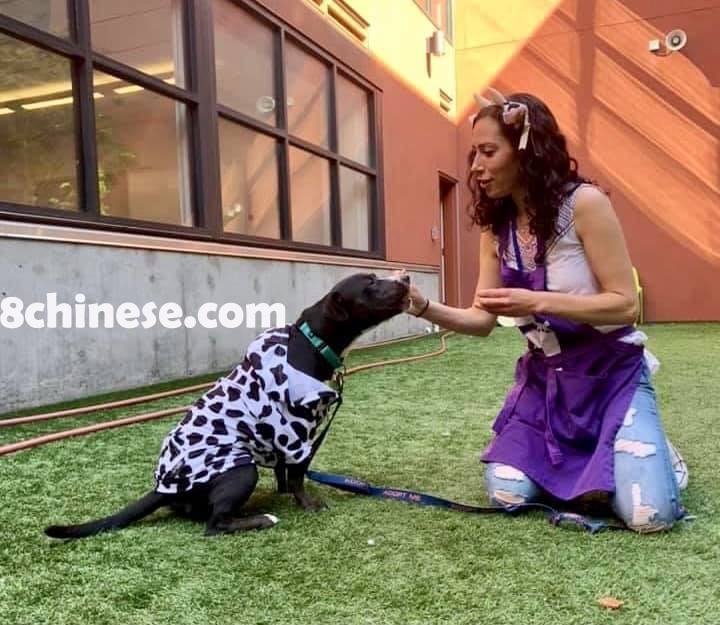 疫情期间大量民众收养宠物，但现在对犬类、尤其是大型犬类的需求，却大幅减少。(取自旧金山动物照护与控制中心官网)