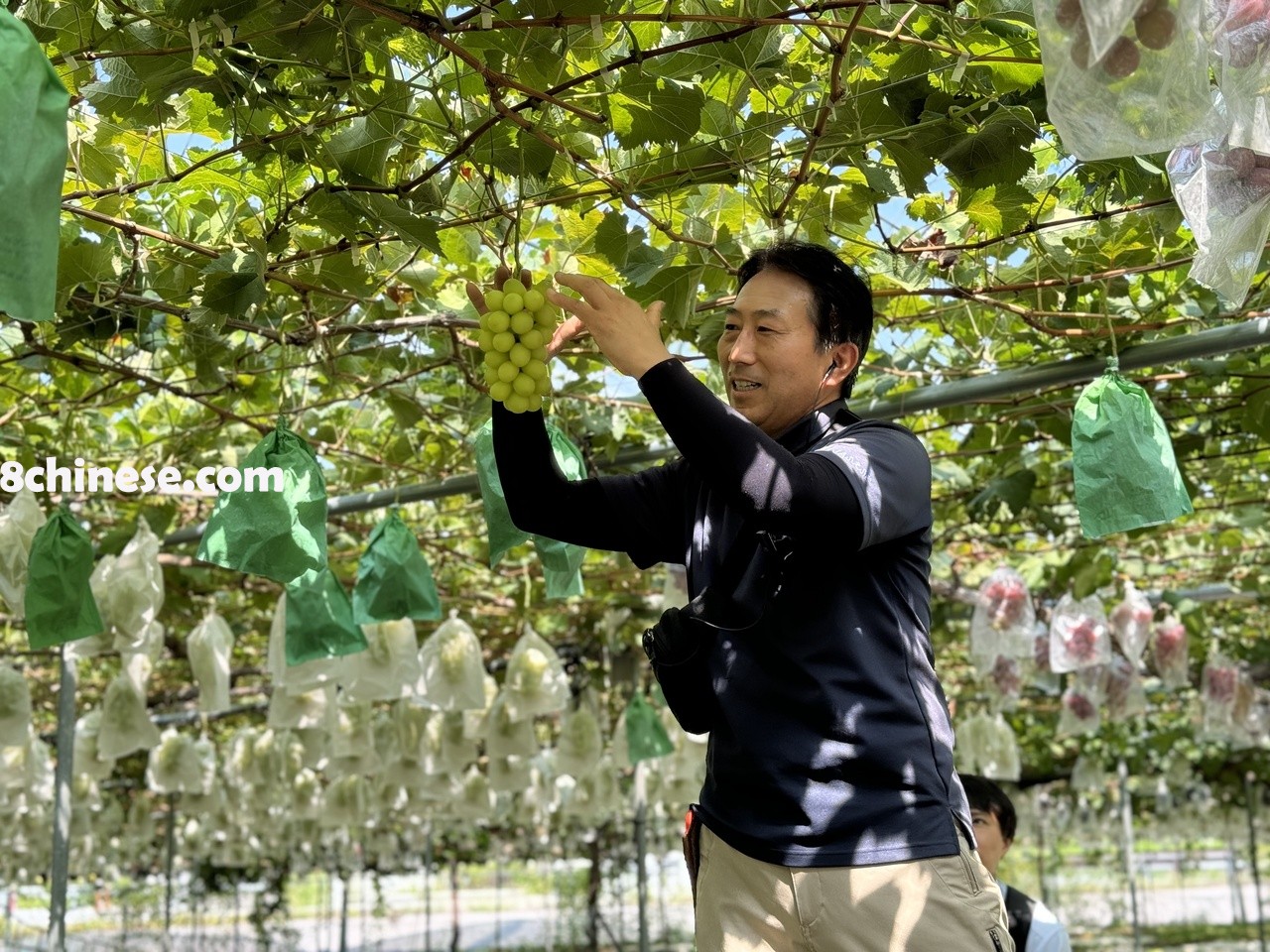 食用葡萄（table grape）是一般民众马上可吃的葡萄，与酿酒或供葡萄干的不同。（报系资料照片）